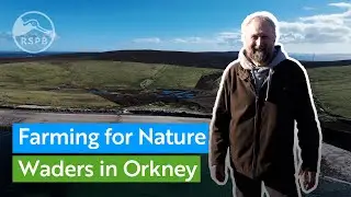 How RSPB Scotland is working with farmers to help waders in Orkney