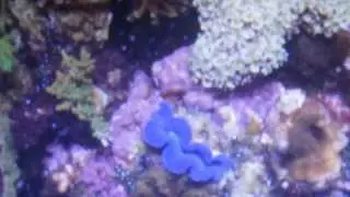 Reef Tank