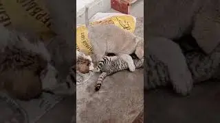 щенки едят кошек 😂😂