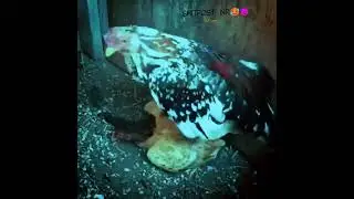 cunumi?