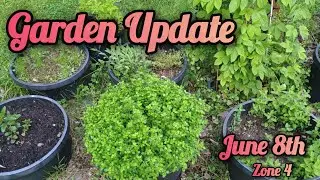 Garden Update June 9th | my thyme looks like a chia pet | zone 4b