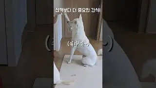 먹을거 앞에 장사없다 / 진돗개 진주, 밀크 #강아지 #jindodog #백구 #jindo #강아지일상 #진돗개 #중형견