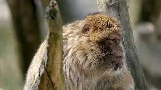 cute Monkey