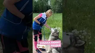 Если собака рвется с поводка 🚷 #собака #дрессировка #собаки #кинолог #танцы #танец #животные
