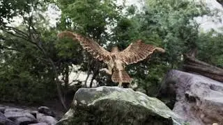 realistic animal in Unreal Engine 5 meerkat and  eagle