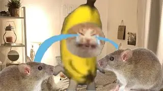 ❤️❤️ BANANA CAT 🍌🐱 TIKTOK COMPILATION 🍌🍌