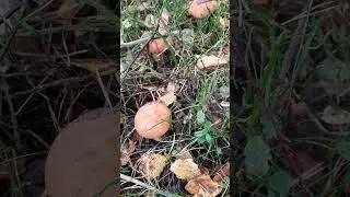 грибы растут😃