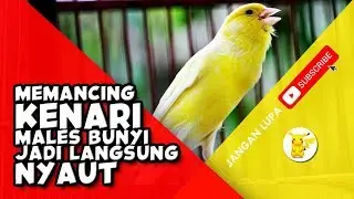 Memancing kenari Bunyi Kenari Males Bunyi & Kenari jadi LANGSUNG NYAUT GACOR, Terbukti 3 MENIT SAJA!
