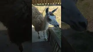 #домашнийпитомец
