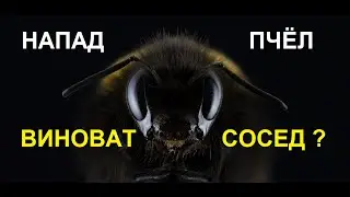 Bee theft. How to fight and who is to blame?