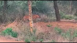 GOOD SIGHTING OF A LEOPARD|| RANTHAMBORE NATIONAL PARK||#trending #ytshorts #viral