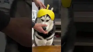Dogs smile Dogy Style