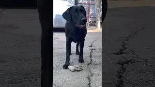 Зачем игрушки ? Если есть камни 🤪🤪🤪🤪 #собака #лабрадор#животные #собаки#labrador#смешныесобаки