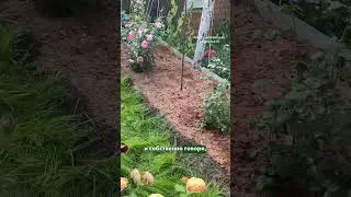 Для чего нужно мульчировать розы 🌹