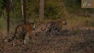 Roar of the Kanha National Park
