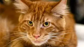 Коты и собаки матерятся по своему