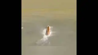 Утка ТРОЛИТ  тигров