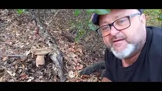 Boletus y Cesáreas Septiembre  2021