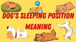 What Your Dog's Sleeping Position Reveals About Their Personality, Health and Character