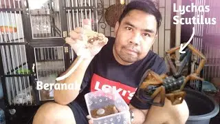 Lychas Scutilus Sumatera Beranak Banyak Anak - Kalajengking Untuk Pemula