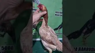 GALINHA PERFEITA DO PARCEIRO RONALDO