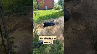 #алабай #собака #бабайка #буднипсихолога #приколыссобаками #животные