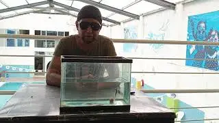 PIMVS SPECIES 