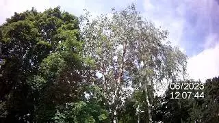 пилю осину в одиночку