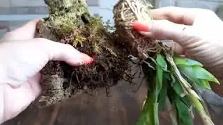 Epidendrum vesicatum