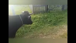 Выпас  Зорьки и Мити ❤️😉👍