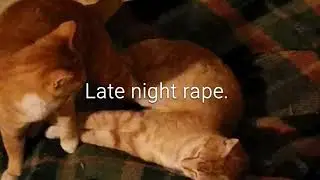 Homosexual Cat Strikes Again