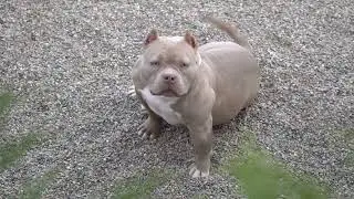 MY EXTREME FEMALES PRODUCT MR.CUB /BIGDOGSROMANIA KENNEL