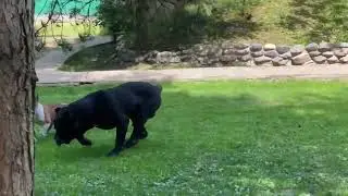 Взрослый кобель кане корсо Кинг играет со щенком минибулем Чифом.