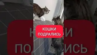 ДРАКА КОШЕК. СНОВА ЧТО ТО НЕ ПОДЕЛИЛИ. #кошки #дракакотов #коты #мемныекоты #котики #драка