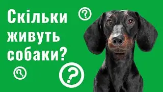 HOW LONG DO DOGS LIVE? | LIFESPAN OF DOGS
