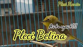 Pleci Betina