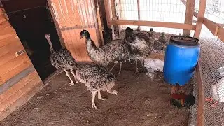ДРАКА БУДЕТ ? АФРИКАНСКИЕ СТРАУСЫ ЗНАКОМЯТСЯ С ЭМУ ! ГДЕ БУДУТ ЖИТЬ? КУПИЛ ХУТОР В ЛЕСУ №182