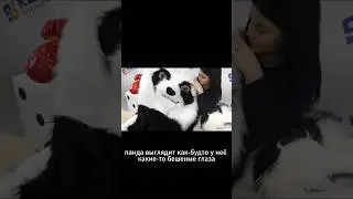 Как сделан надувной костюм медведя? Китайская панда со страшными глазами 
