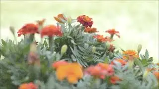 Pichuscute - A New Day (Video)