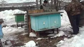 Выставка ульи с пчелами