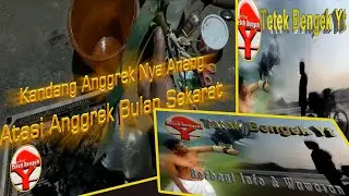Mengatasi Anggrek Bulan Sekarat Akar Busuk Kopong Kering Karena Jamur Bakteri