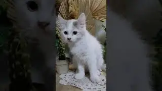 kucing persia medium