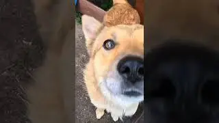 МЫ РУССКИЕ С НАМИ БОГ! РУССКАЯ ДОРОГА! Приехал к лучшему другу в деревню. Очень Талантливый человек.