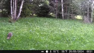 20240526 заяц за домом днём