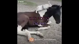 Как зовут сына? / говорящие животные/юмор 2022/юмор с животными/приколы