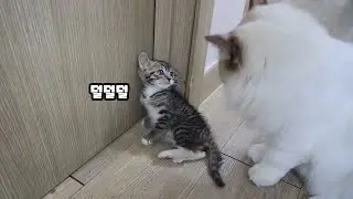 New Kitten Meets The Cat for The First Time
