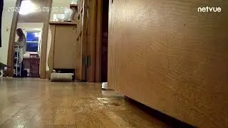20221125 Dink has joined the pee party...