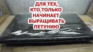 ДЛЯ ТЕХ, КТО НАЧИНАЕТ ВЫРАЩИВАТЬ ПЕТУНИЮ