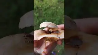 Рыжик на рыжике