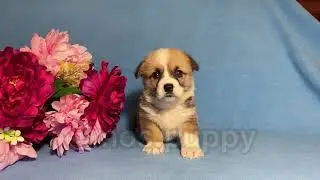 Малышики щеночки Корги